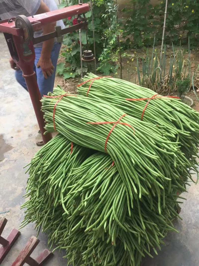 河北邯郸南大堡市场，长豆角大量有货，货源充足，质量精品
