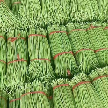河北邯郸南大堡市场，长豆角大量有货，货源充足，质量精品