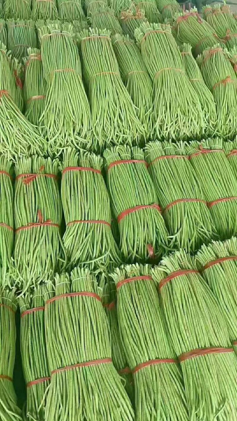 河北邯郸南大堡市场，长豆角大量有货，货源充足，质量精品