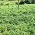 高胶质凉粉草叶子仙草叶子制作仙草冻龟苓膏