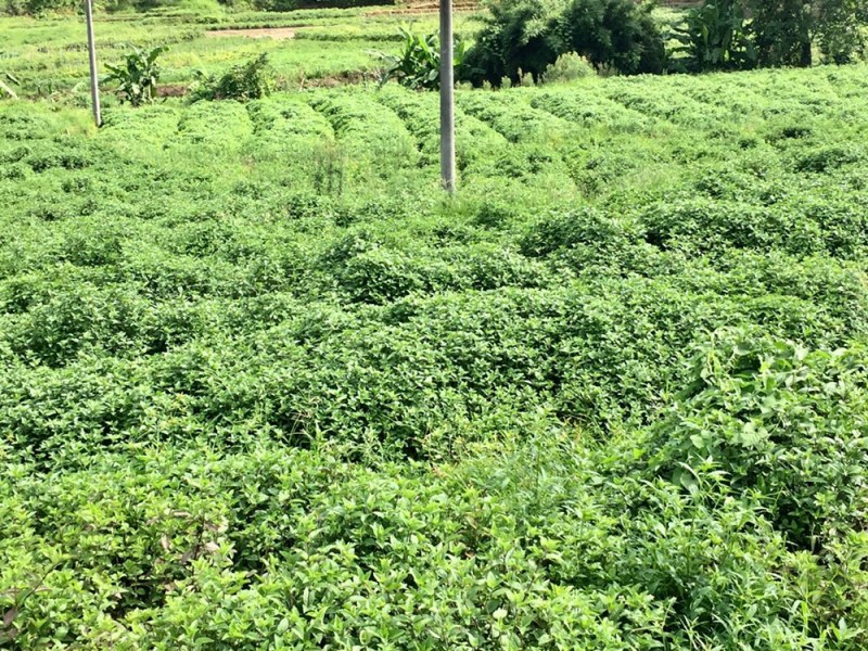 高胶质凉粉草叶子仙草叶子制作仙草冻龟苓膏