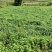 高胶质凉粉草叶子仙草叶子制作仙草冻龟苓膏