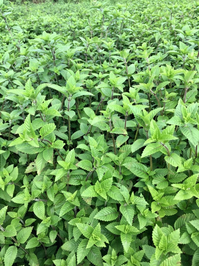 高胶质凉粉草叶子仙草叶子制作仙草冻龟苓膏