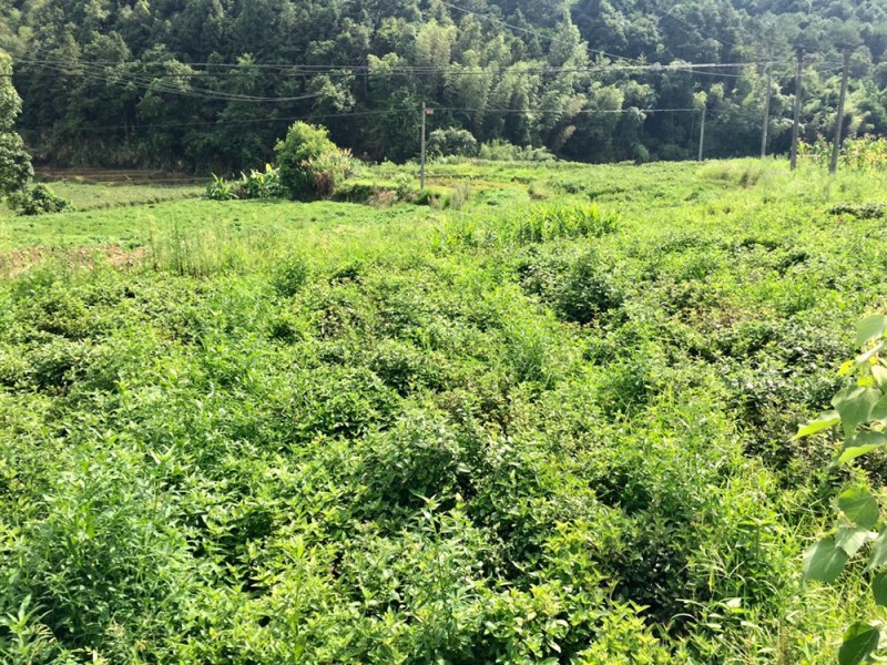 高胶质凉粉草叶子仙草叶子制作仙草冻龟苓膏