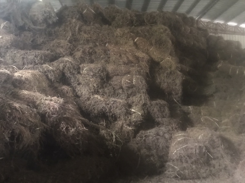 高胶质凉粉草叶子仙草叶子制作仙草冻龟苓膏