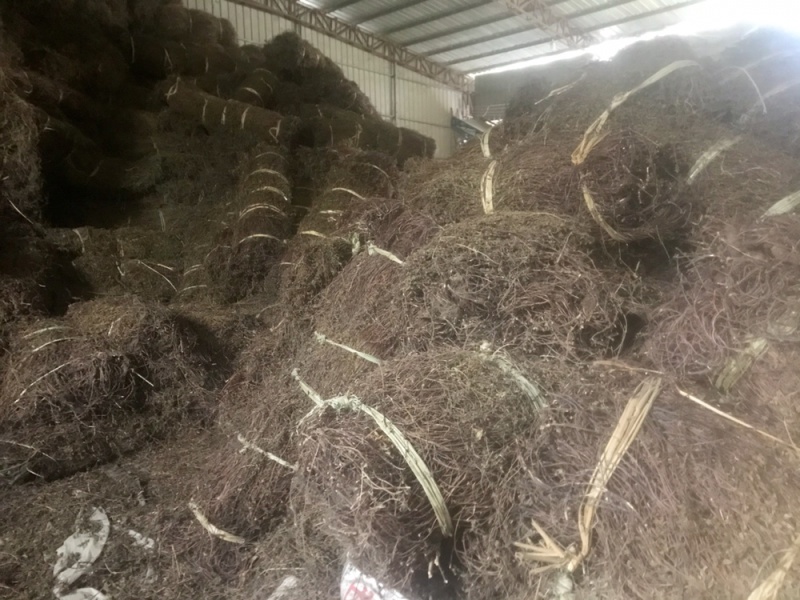 仙草凉粉草量大质优长期供应条草切草都有打包