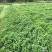 仙草凉粉草量大质优长期供应条草切草都有打包