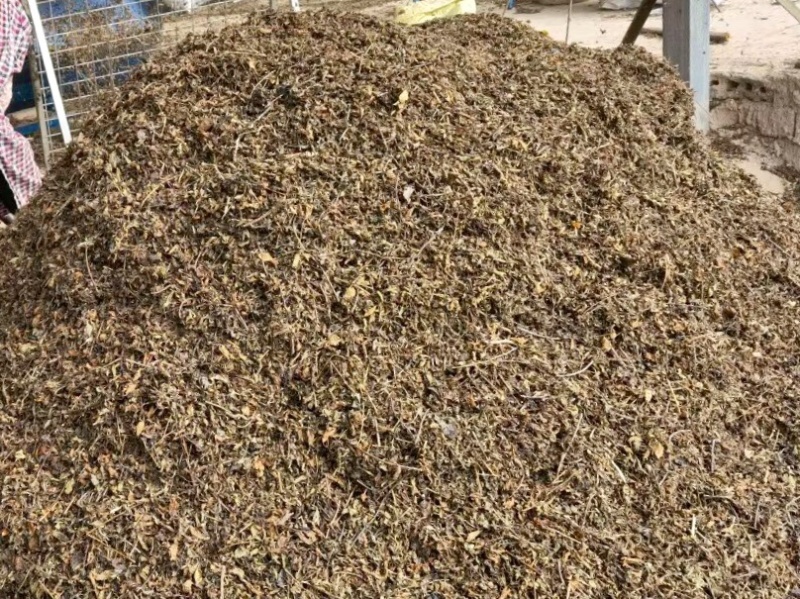 仙草凉粉草量大质优长期供应条草切草都有打包