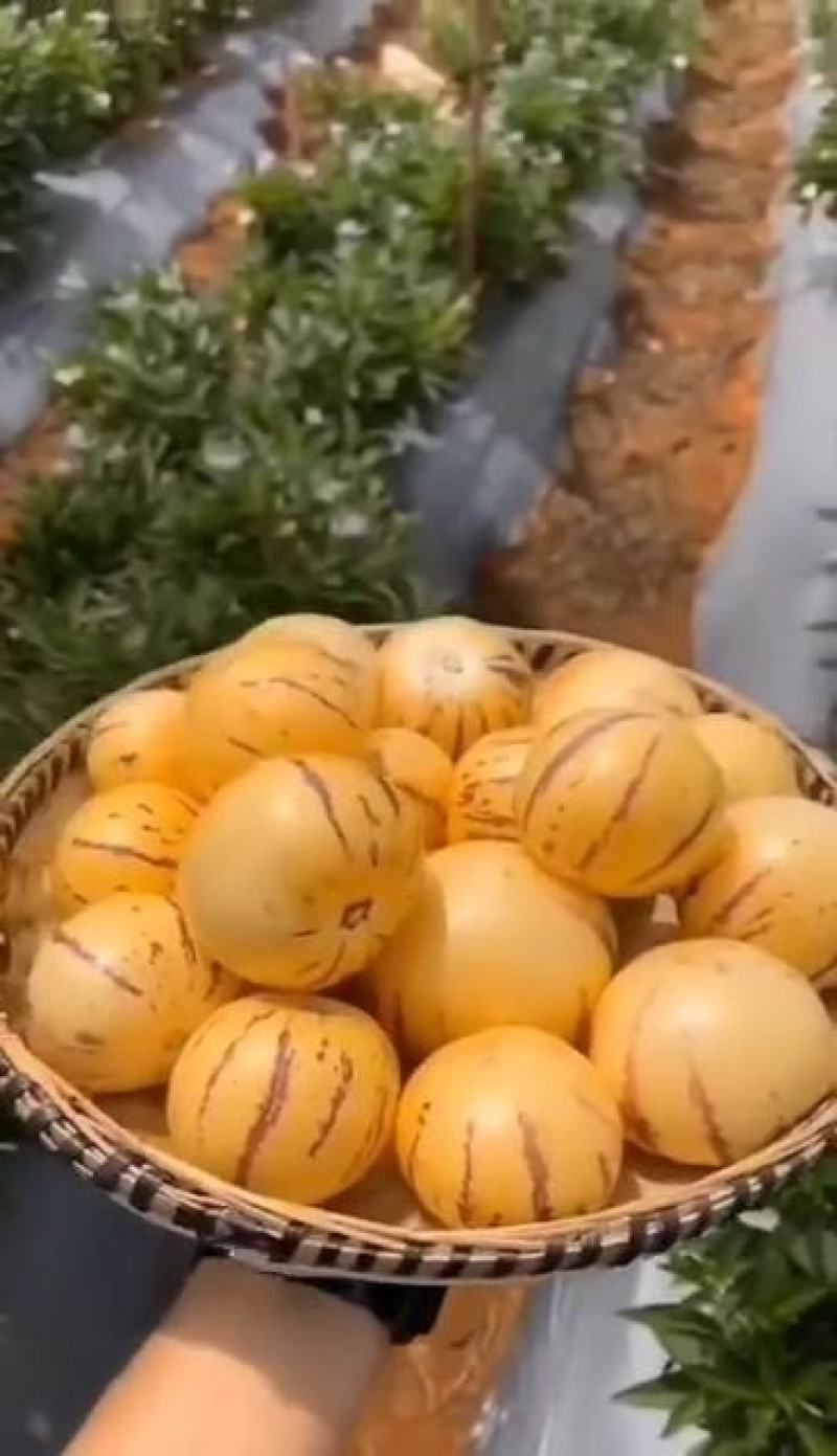 石林黄金人参果大量上市了