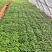 武平凉粉草（仙草）高品质可长期稳定供应凉茶仙草冻龟苓膏