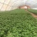 武平凉粉草（仙草）高品质可长期稳定供应凉茶仙草冻龟苓膏