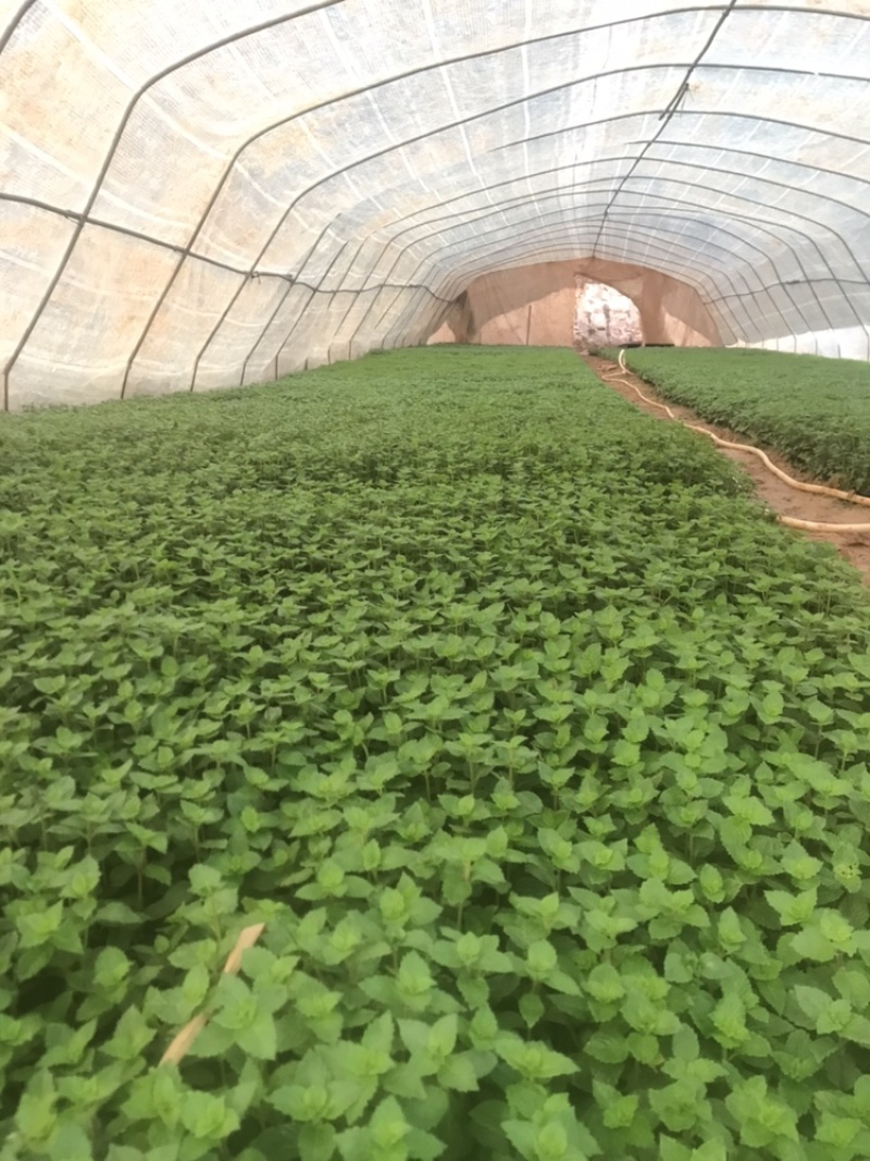 武平凉粉草（仙草）高品质可长期稳定供应凉茶仙草冻龟苓膏