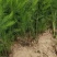育苗地直供优质高产抗病芦笋苗量大从优苗子成活率高