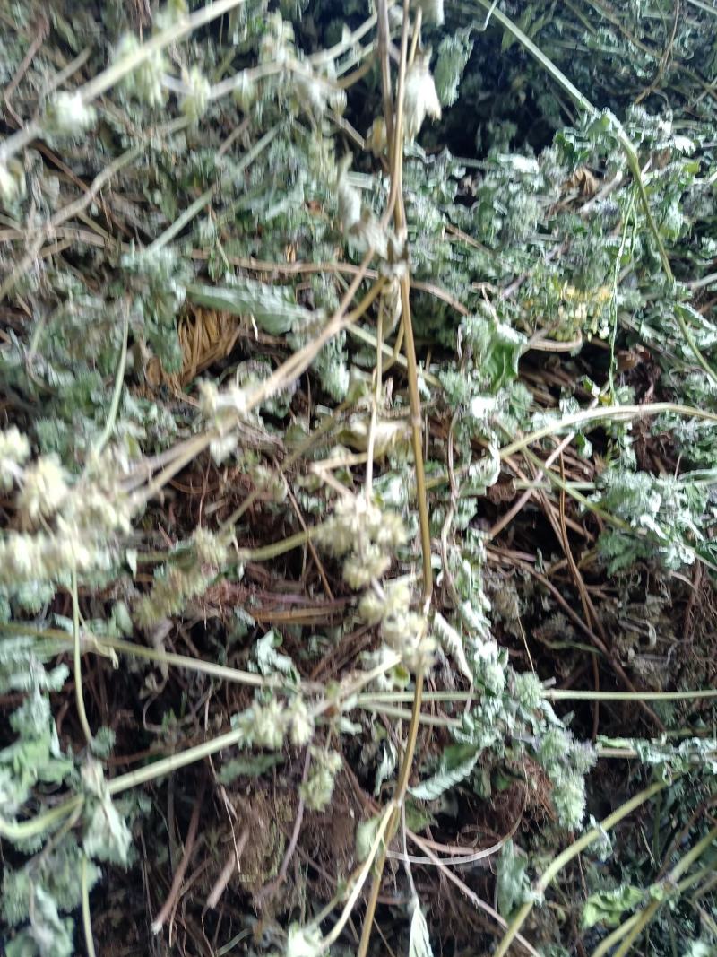 断血流,湖北大捌山货,含量够机压包量大欢迎采购