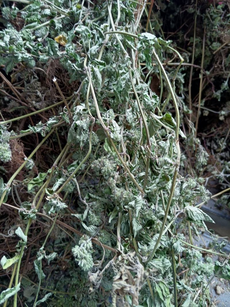断血流,湖北大捌山货,含量够机压包量大欢迎采购