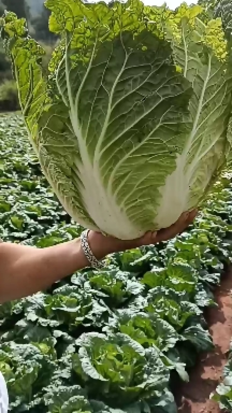 好货白菜精品无虫，无花杆要的老板来。货好的很