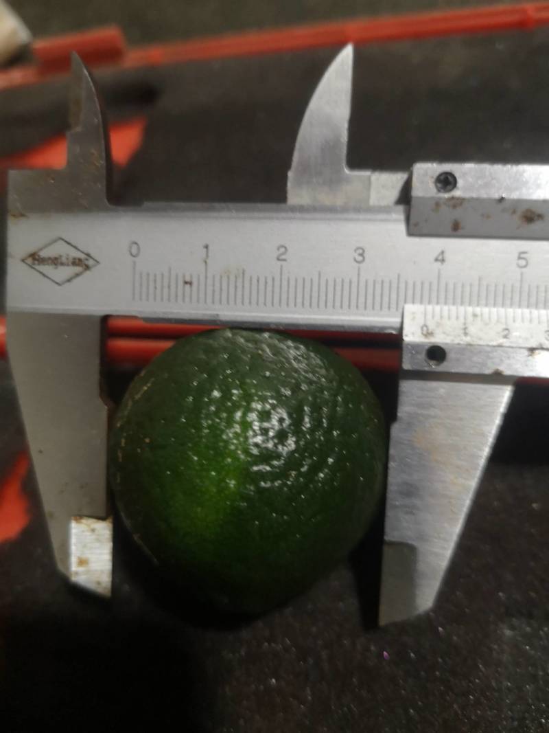 茶枝柑