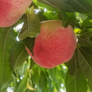 大量供应水蜜桃，大景红，大久保，绿化九