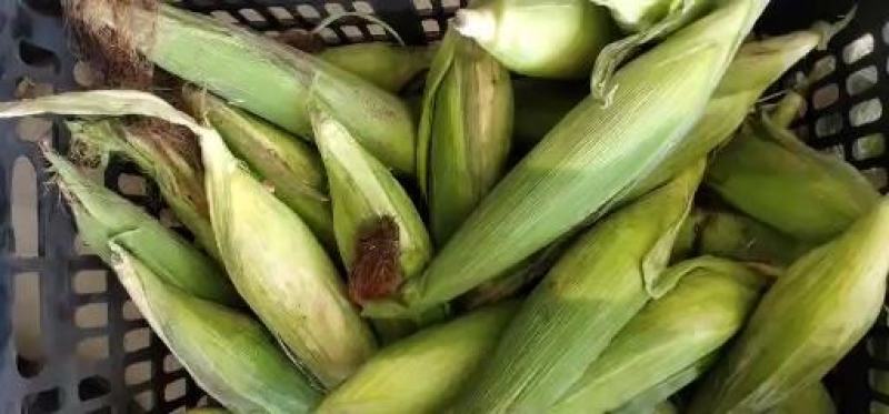 云南甜糯小玉米，工厂直供，一件代发，对接各平台老板