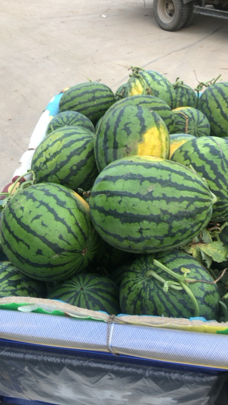 内蒙赤峰陆地，棚瓜，都有，小薄皮，大红瓤。最少13个糖