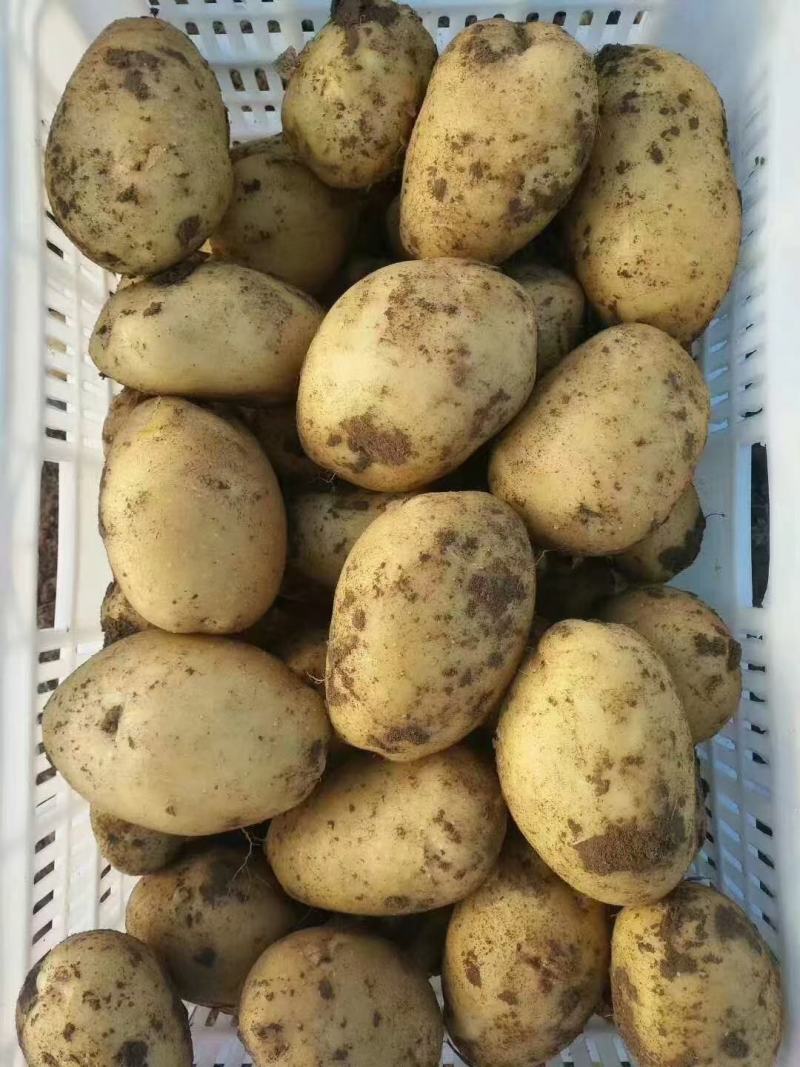 山西吕梁文水精品土豆实验一，沃土，电商，超市，大量供应，