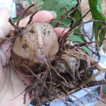 大叶白芨