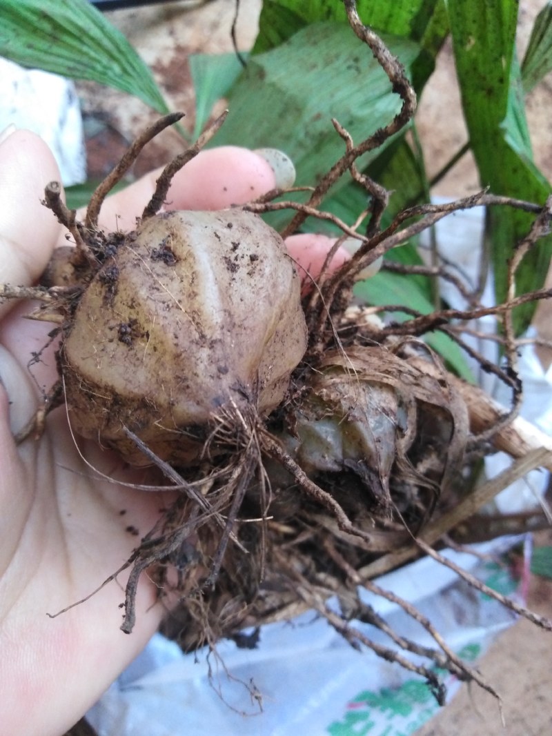 大叶白芨