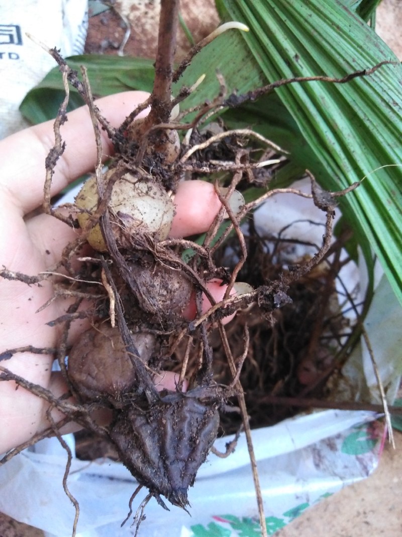 大叶白芨