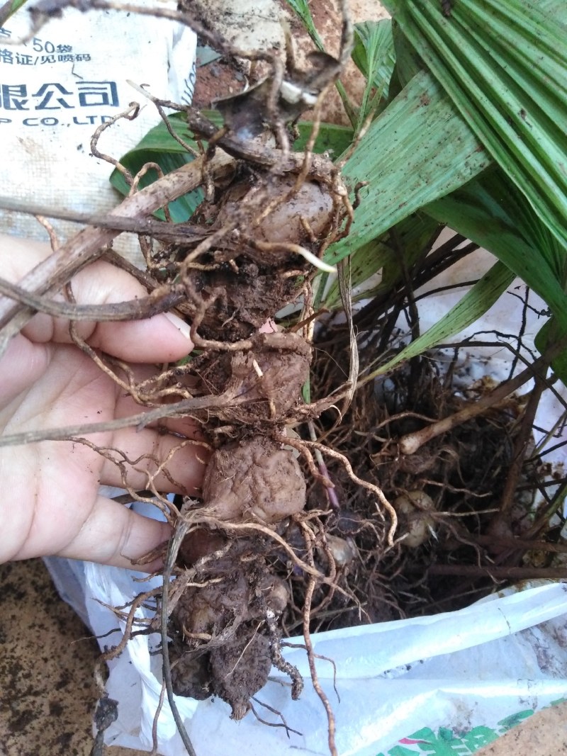 大叶白芨