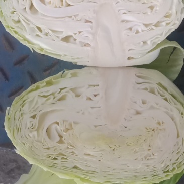 奥奇娜甘蓝扁包菜，3-6斤出口货，4-8斤工厂货，质量好
