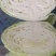 奥奇娜甘蓝扁包菜，3-6斤出口货，4-8斤工厂货，质量好