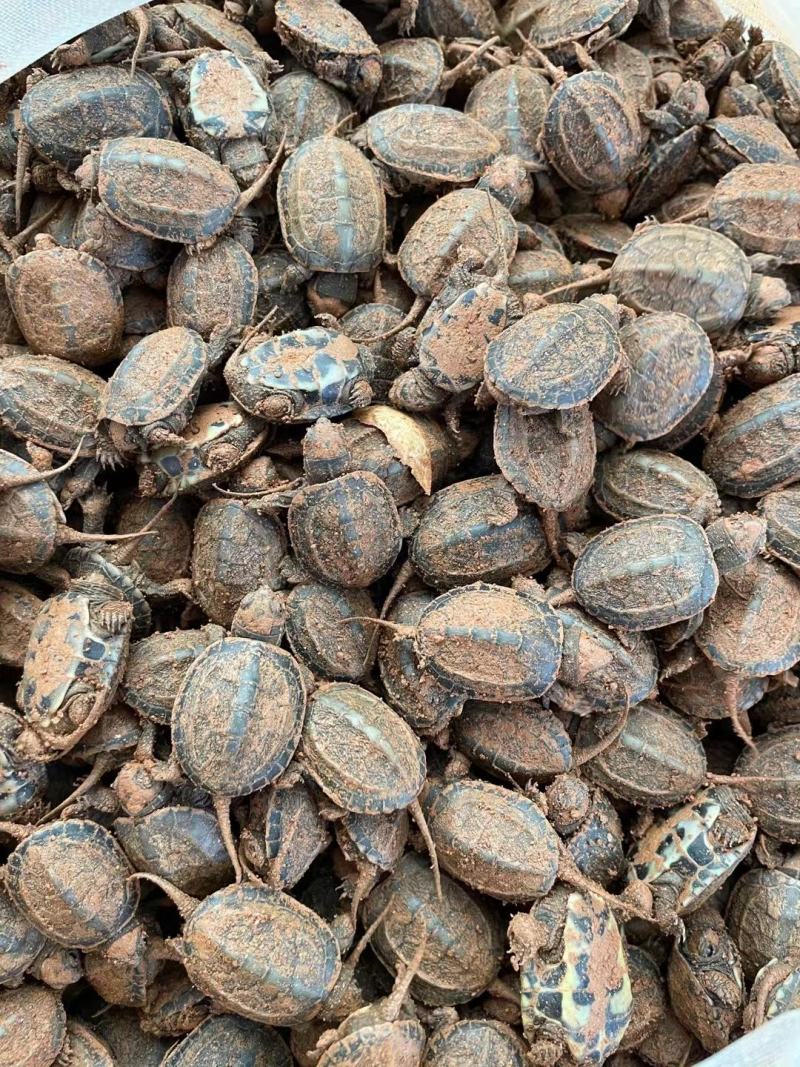 宠物乌龟3-18厘米小草龟活体观赏龟