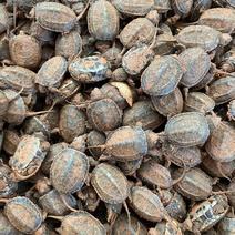宠物乌龟3-18厘米小草龟活体观赏龟