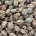 宠物乌龟3-18厘米小草龟活体观赏龟
