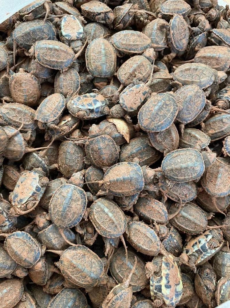 宠物乌龟3-18厘米小草龟活体观赏龟