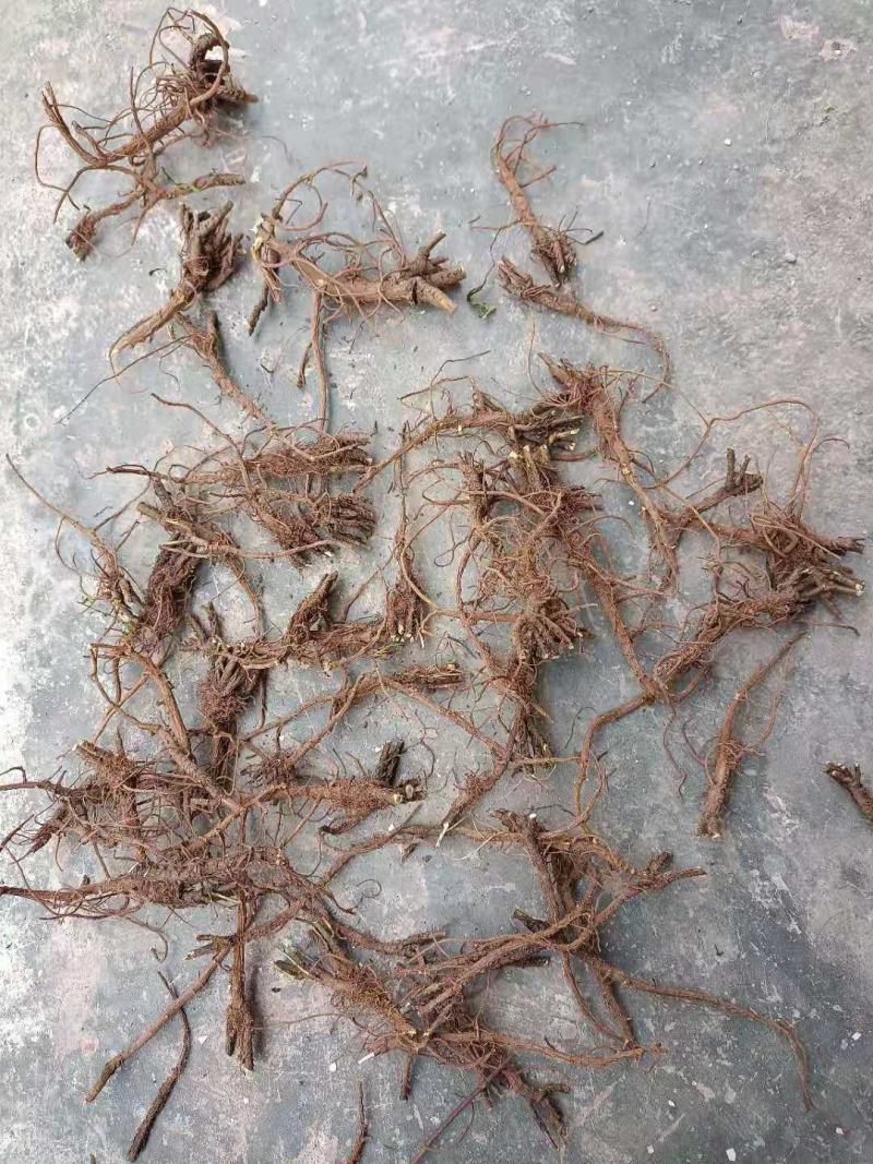 柴胡根长期大量提供，求实力厂家接货，高标准