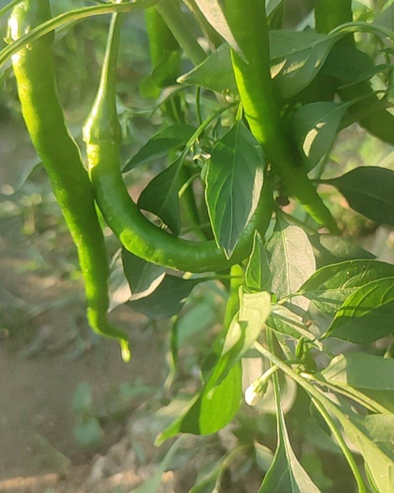 线椒青皮辣椒线椒大量15~30厘米青中辣量最大从优，