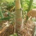 麻竹笋