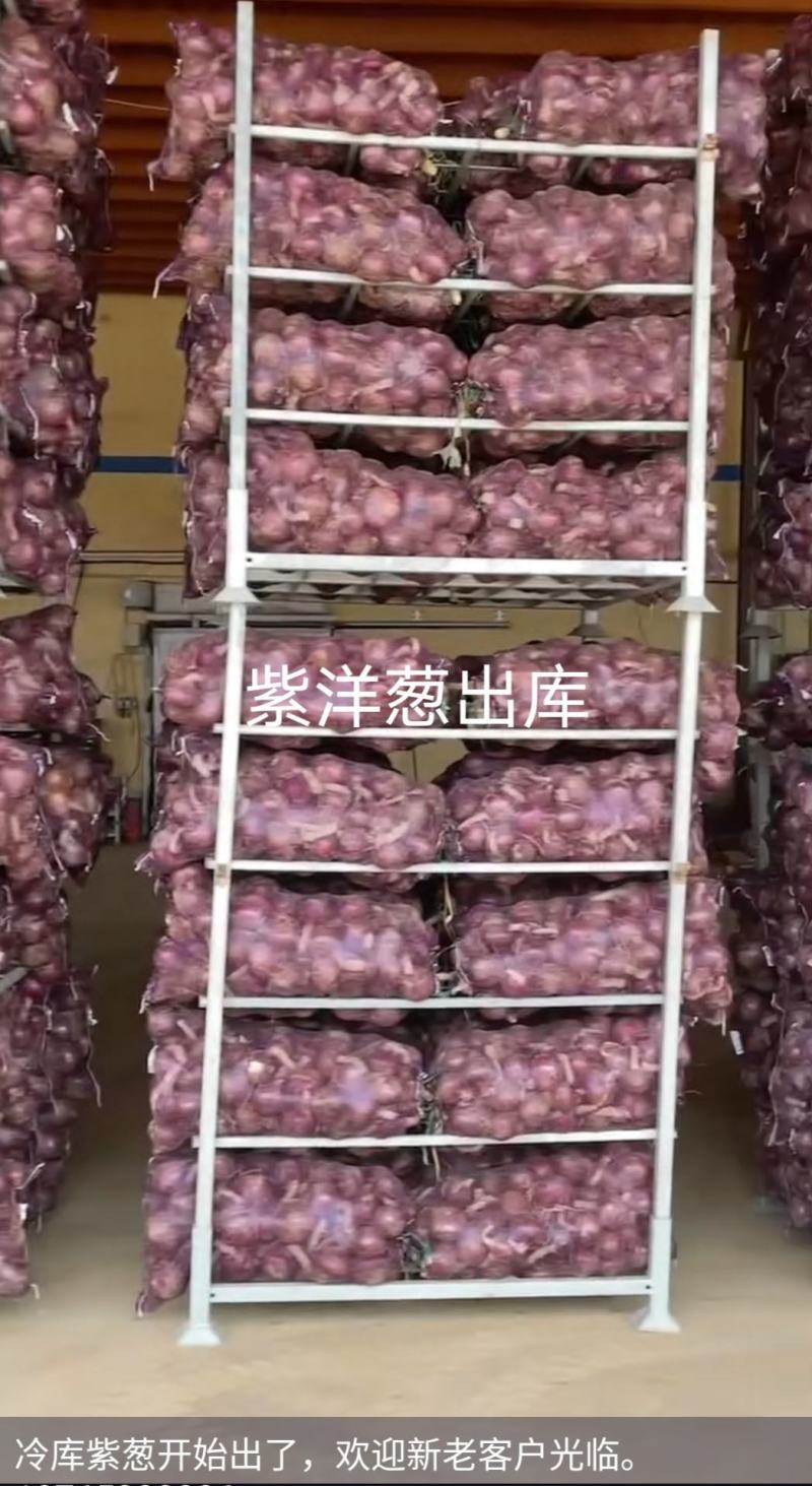 冷库精品不辣，紫皮水果洋葱开始出售！需要可以随时装货！
