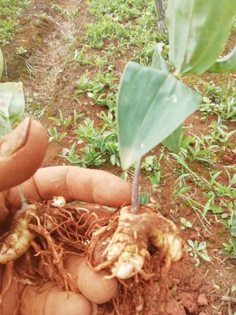 大量低价供应三年倒苗姜型黄精种苗（药典高含量品种）