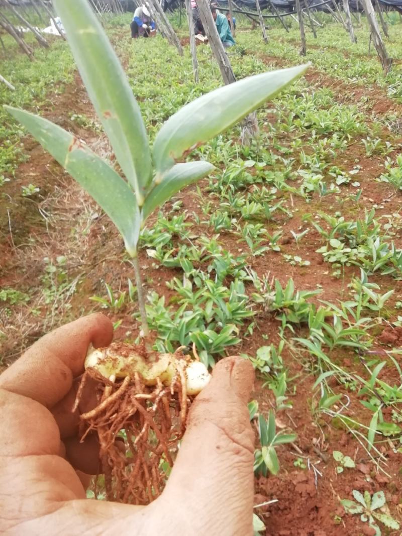 大量低价供应三年倒苗姜型黄精种苗（药典高含量品种）