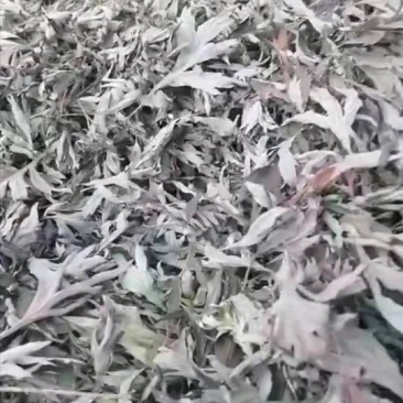 武当山山野生艾叶