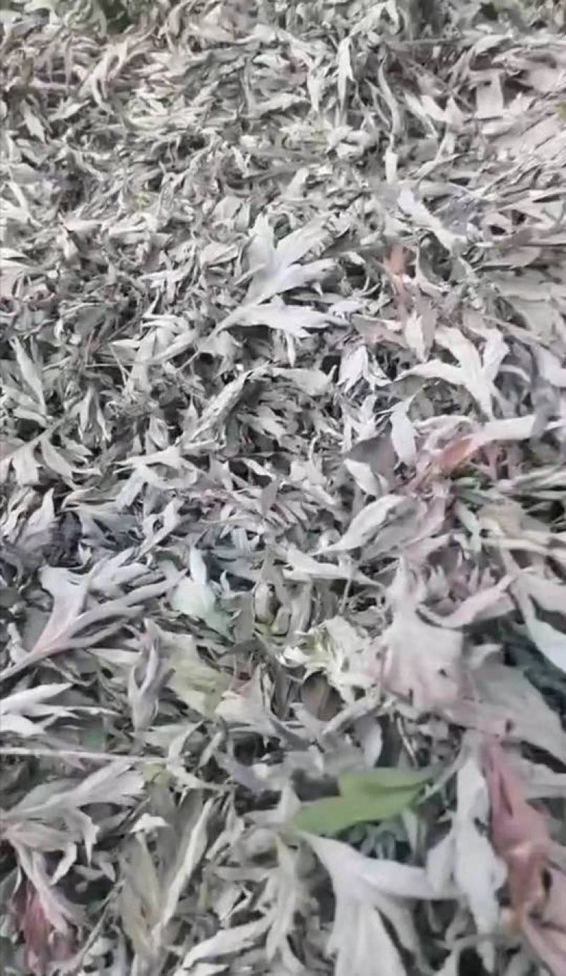 武当山山野生艾叶
