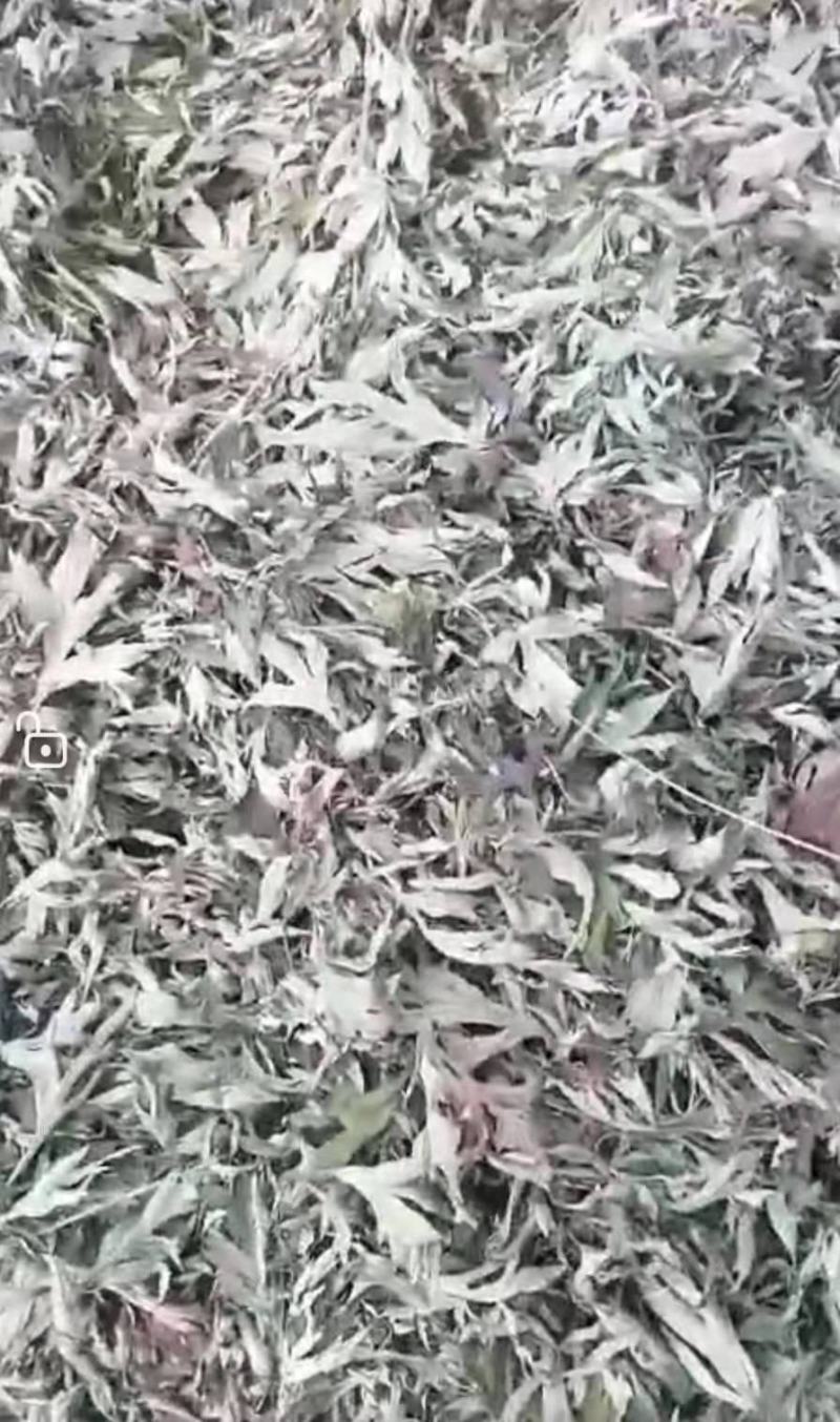 武当山山野生艾叶