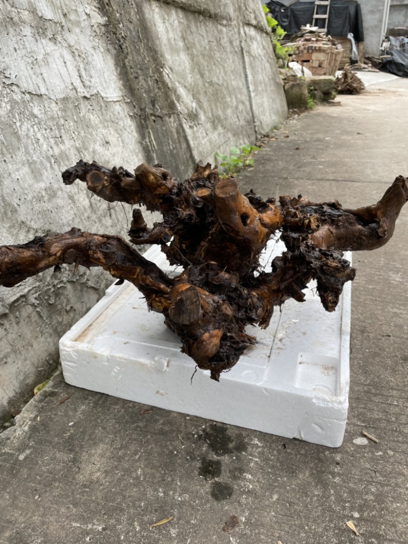 黄荆下山桩已出芽