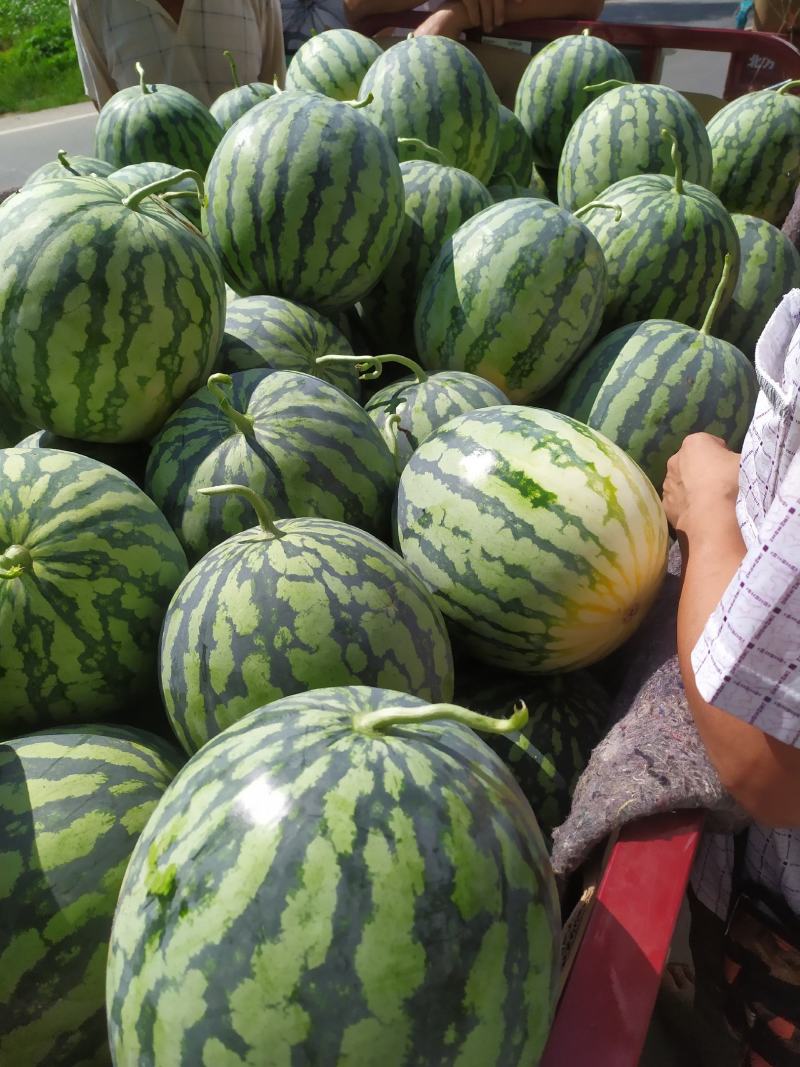 开封沙地精品美都西瓜大量上市了！！