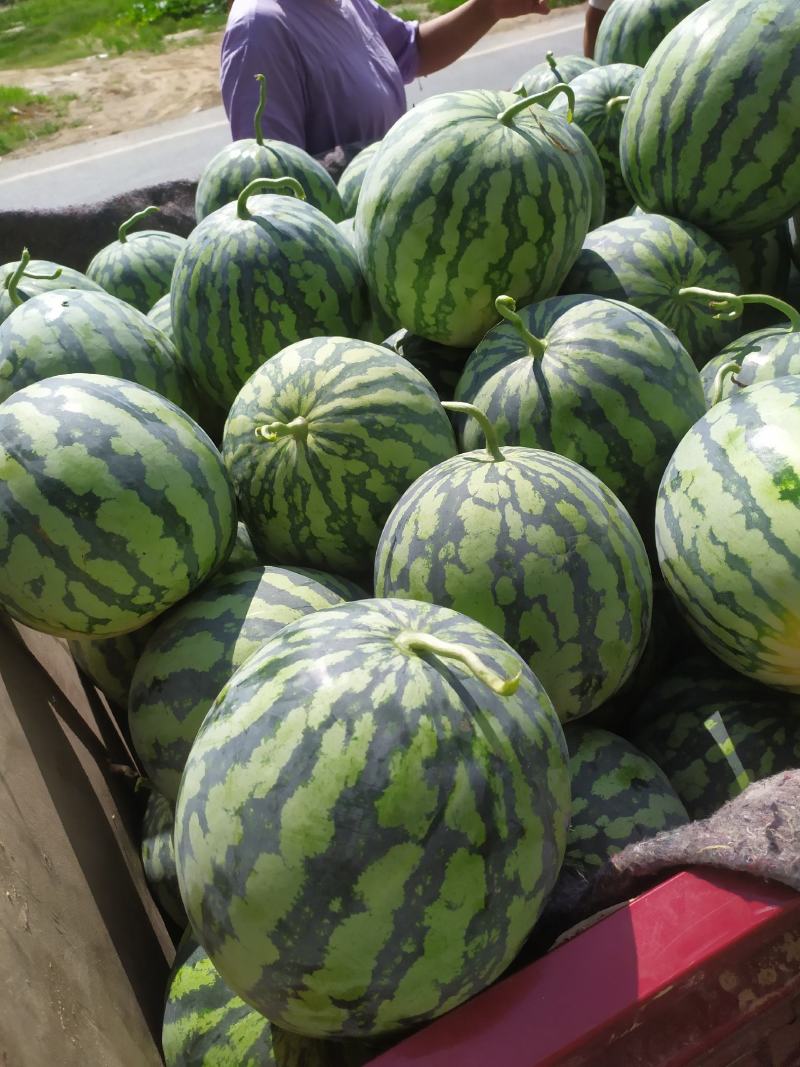 开封沙地精品美都西瓜大量上市了！！