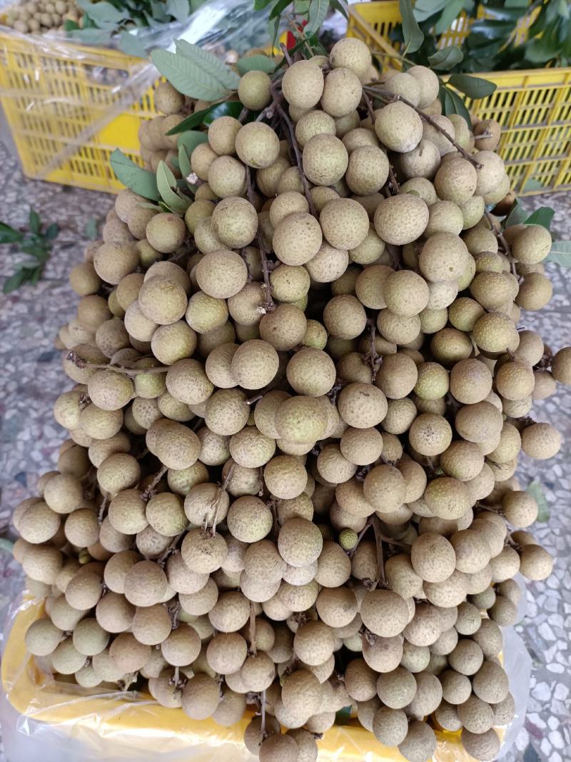 龙眼