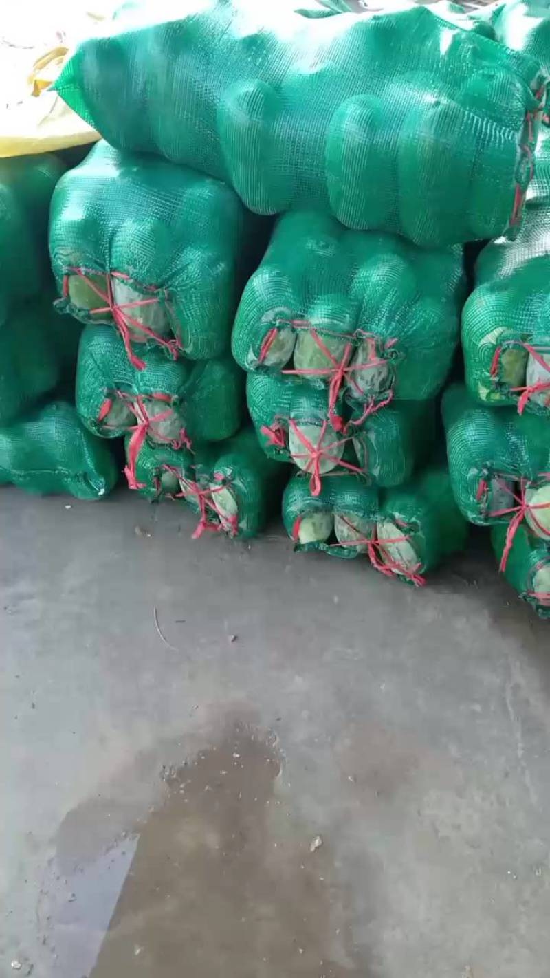河北衡水万亩冬瓜大量上市中