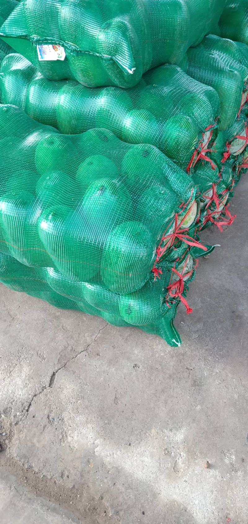 河北衡水万亩冬瓜大量上市中